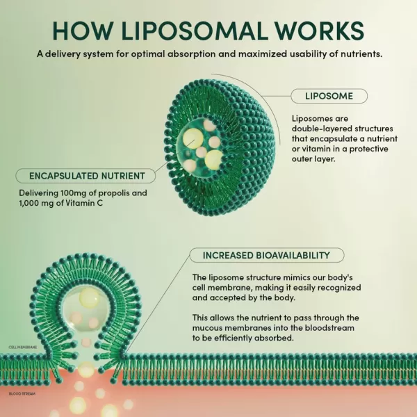 Propolis Liposomal Vitamin C by Beekeepers Naturals 1000mg Vitamin C Propolis ampamp Organic Honey Supercharged Immune Support ampamp Increased Bioavailibity for Max Absorption 12 Ct12 Servings Pack of 1